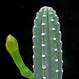 Cereus repandus JL  (Only one plant is available - Une seule plante est disponible)    ÉPUISÉ - OUT of STOCK - AGOTADO